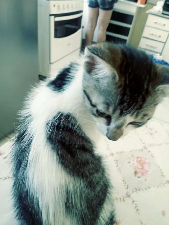Gato ra a SRD idade 2 a 6 meses nome Sem nome