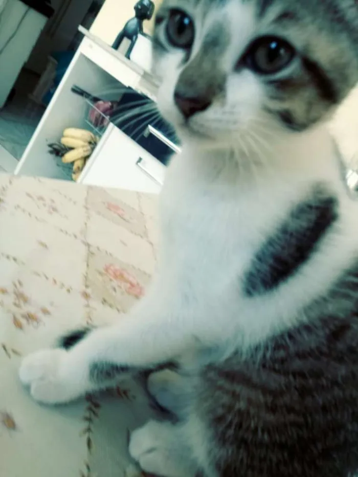 Gato ra a SRD idade 2 a 6 meses nome Sem nome