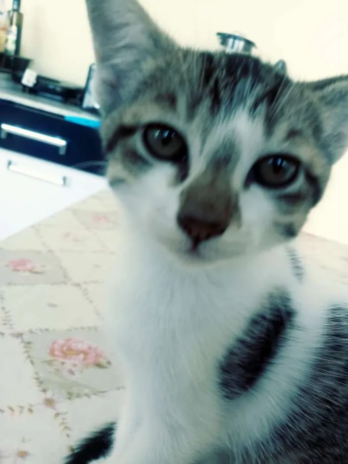 Gato ra a SRD idade 2 a 6 meses nome Sem nome