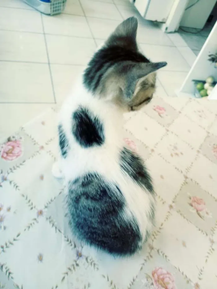 Gato ra a SRD idade 2 a 6 meses nome Sem nome