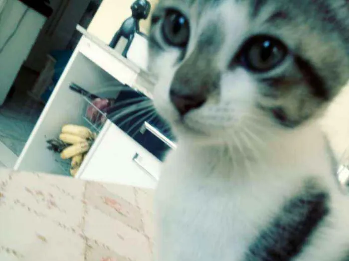 Gato ra a SRD idade 2 a 6 meses nome Sem nome