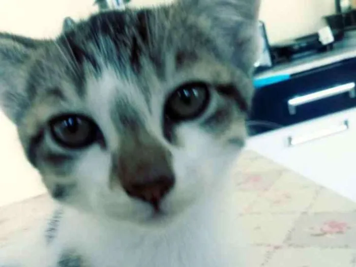 Gato ra a SRD idade 2 a 6 meses nome Sem nome