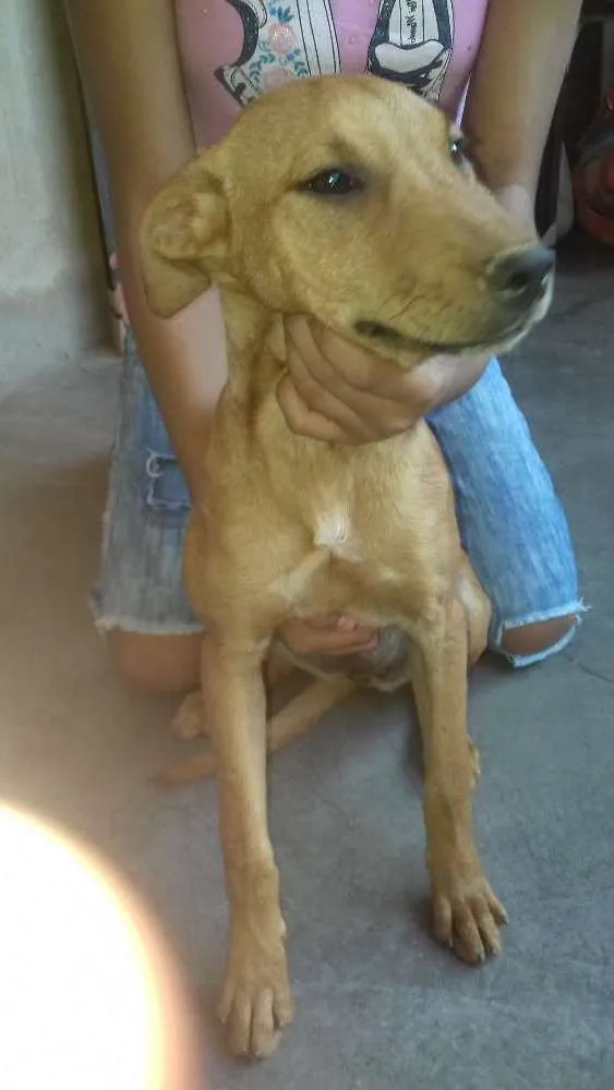 Cachorro ra a Sem raça indefinida idade 2 a 6 meses nome Princesa