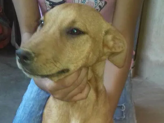 Cachorro ra a Sem raça indefinida idade 2 a 6 meses nome Princesa