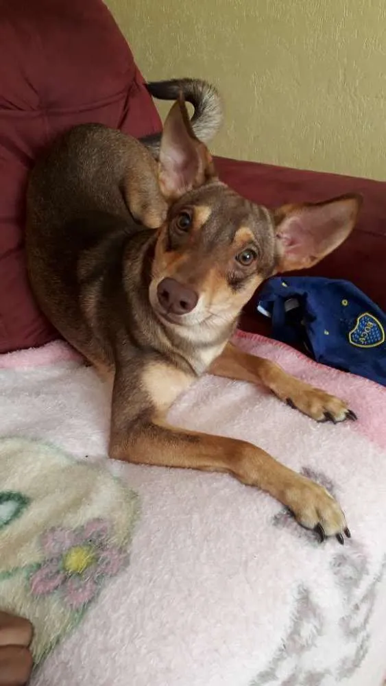 Cachorro ra a Srd idade 7 a 11 meses nome Léo