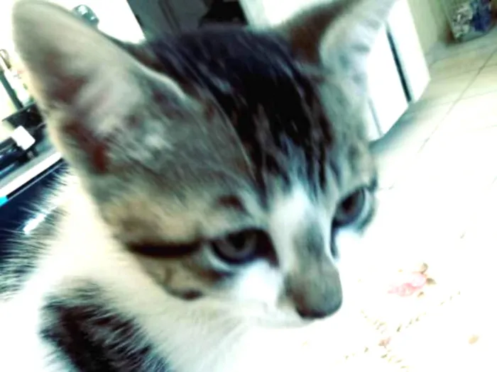 Gato ra a SRD idade 2 a 6 meses nome Sem nome