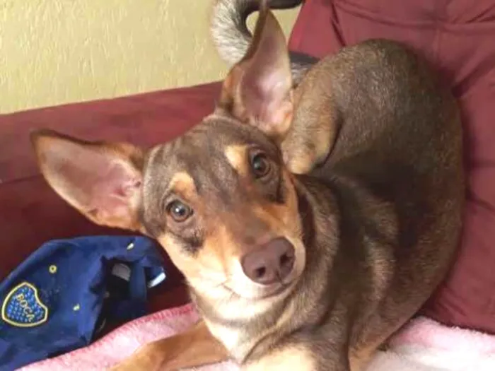 Cachorro ra a Srd idade 7 a 11 meses nome Léo