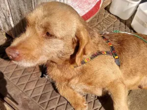 Cachorro raça Mista idade 2 anos nome Não tem nome