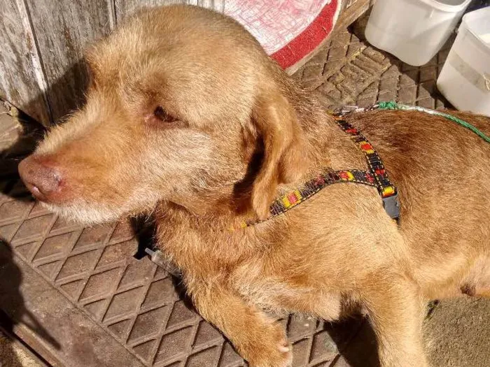 Cachorro ra a Mista idade 2 anos nome Não tem nome