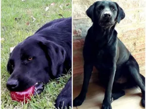 Cachorro raça Vira lata  idade 1 ano nome Lomba
