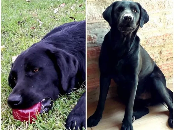 Cachorro ra a Vira lata  idade 1 ano nome Lomba