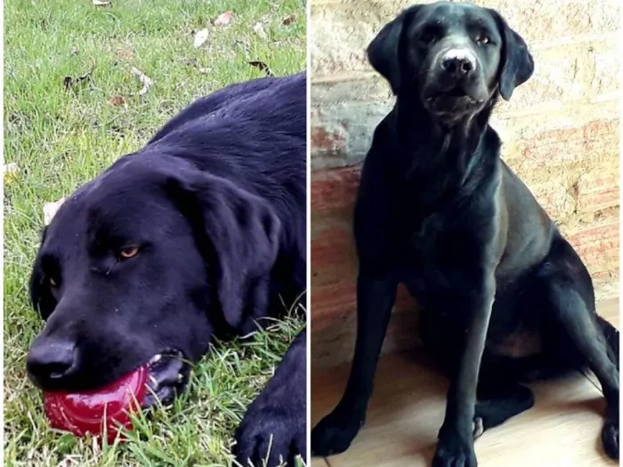 Cachorro ra a Vira lata idade 1 ano nome Lomba