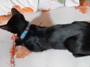 Gato raça  idade 2 a 6 meses nome Pretinha