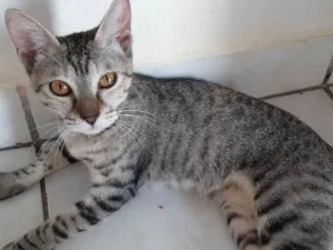 Gato raça  idade 1 ano nome Shandinha
