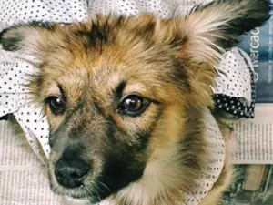 Cachorro raça SRD idade 2 a 6 meses nome GABI