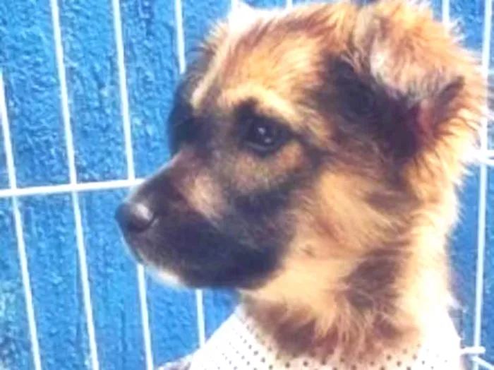 Cachorro ra a SRD idade 2 a 6 meses nome GABI