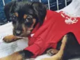 REGINALDO DOG