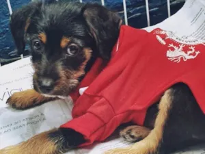 Cachorro raça SRD idade 2 a 6 meses nome REGINALDO DOG