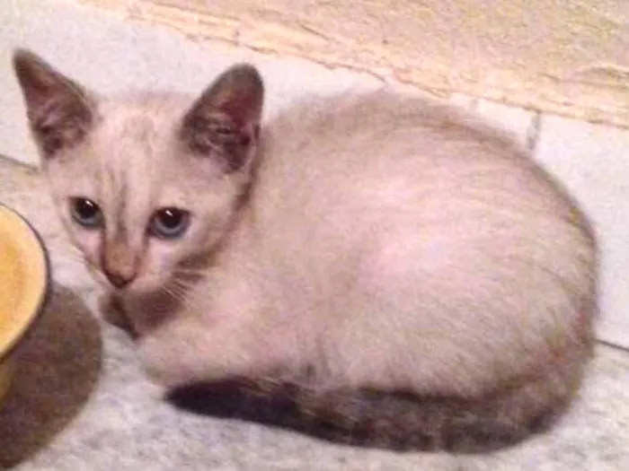 Gato ra a Srd idade 2 a 6 meses nome Luna