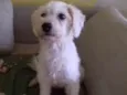 Xuxa