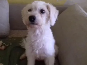 Cachorro raça Srd idade 2 anos nome Xuxa