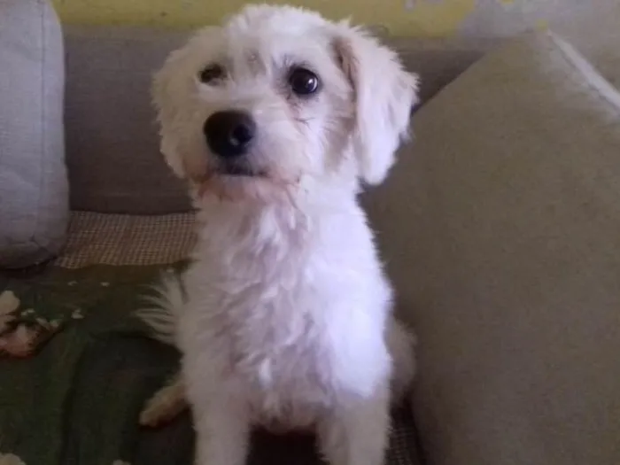 Cachorro ra a Srd idade 2 anos nome Xuxa