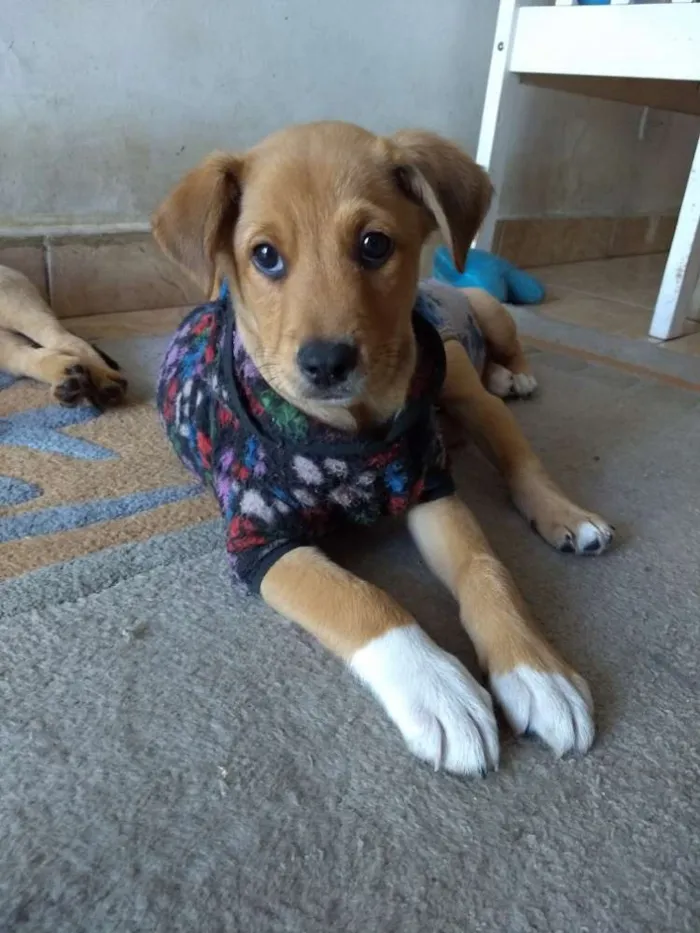 Cachorro ra a Srd idade 2 a 6 meses nome Sem nome