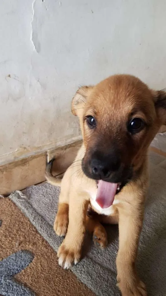 Cachorro ra a Srd idade 2 a 6 meses nome Sem nome