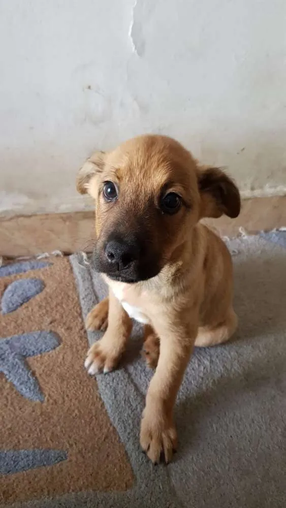 Cachorro ra a Srd idade 2 a 6 meses nome Sem nome