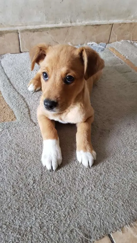 Cachorro ra a Srd idade 2 a 6 meses nome Sem nome