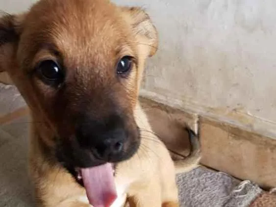 Cachorro ra a Srd idade 2 a 6 meses nome Sem nome