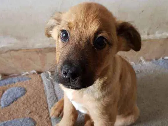Cachorro ra a Srd idade 2 a 6 meses nome Sem nome