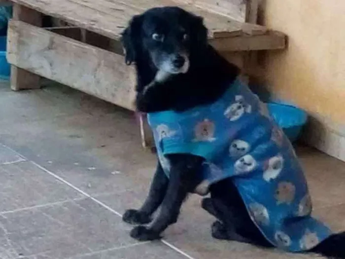 Cachorro ra a SRD idade 5 anos nome Sid