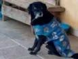Sid