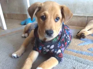 Cachorro raça Srd idade 2 a 6 meses nome Sem nome
