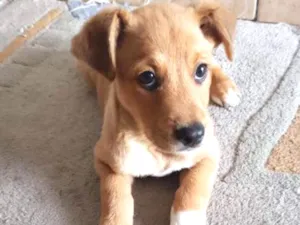 Cachorro raça Srd idade 2 a 6 meses nome Sem nome