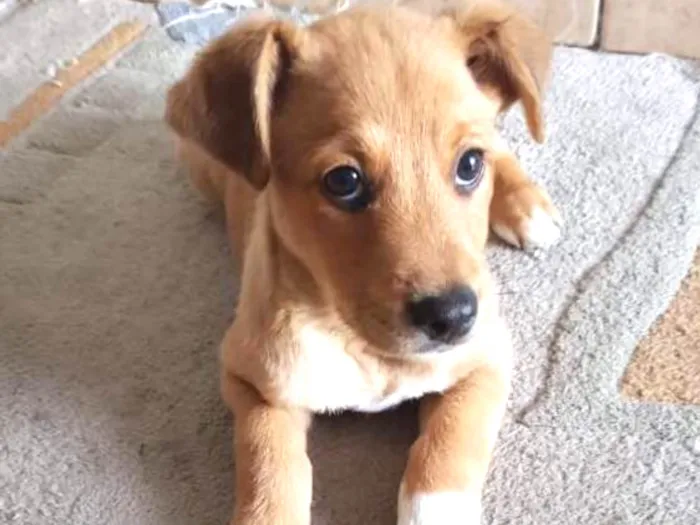 Cachorro ra a Srd idade 2 a 6 meses nome Sem nome
