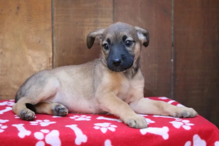 Cachorro ra a Srd idade 2 a 6 meses nome Camille 