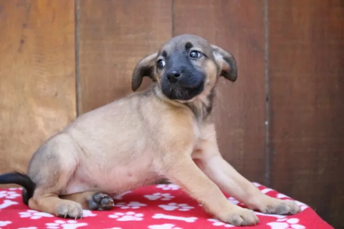 Cachorro ra a Srd idade 2 a 6 meses nome Camille 