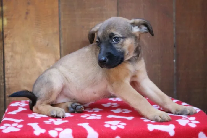 Cachorro ra a Srd idade 2 a 6 meses nome Camille 
