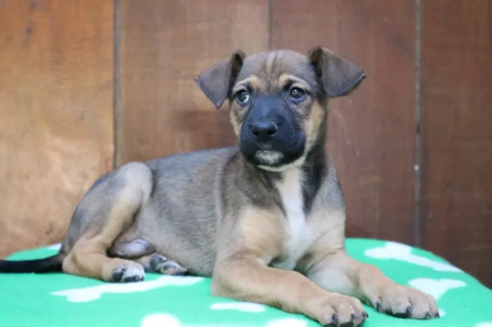 Cachorro ra a Srd idade 2 a 6 meses nome Amendoim