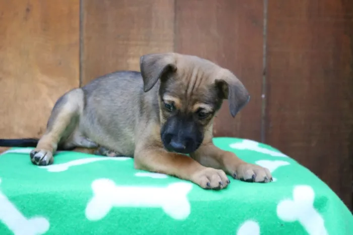 Cachorro ra a Srd idade 2 a 6 meses nome Amendoim