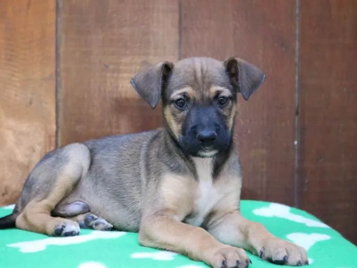 Cachorro ra a Srd idade 2 a 6 meses nome Amendoim