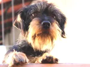 Cachorro raça Sem raça definida  idade 2 anos nome Pipa