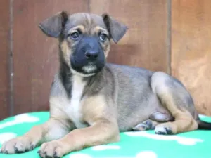 Cachorro raça Srd idade 2 a 6 meses nome Amendoim