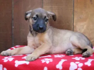 Cachorro raça Srd idade 2 a 6 meses nome Camille 