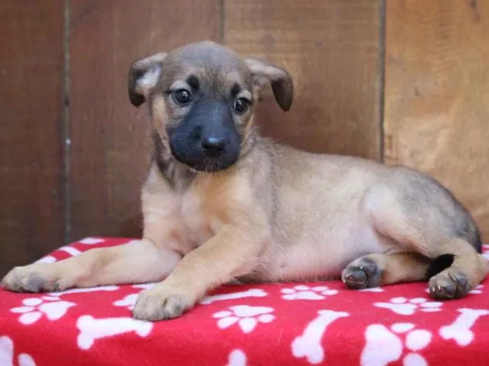 Cachorro ra a Srd idade 2 a 6 meses nome Camille 