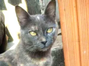 Gato raça Não sei idade 2 a 6 meses nome Não sei