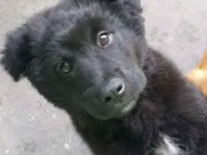 Cachorro raça SRD idade 2 a 6 meses nome Bolota