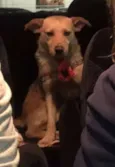 Capuccino